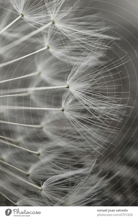 beautiful white dandelion flower seed in spring season plant floral garden nature natural decorative decoration abstract textured soft softness background