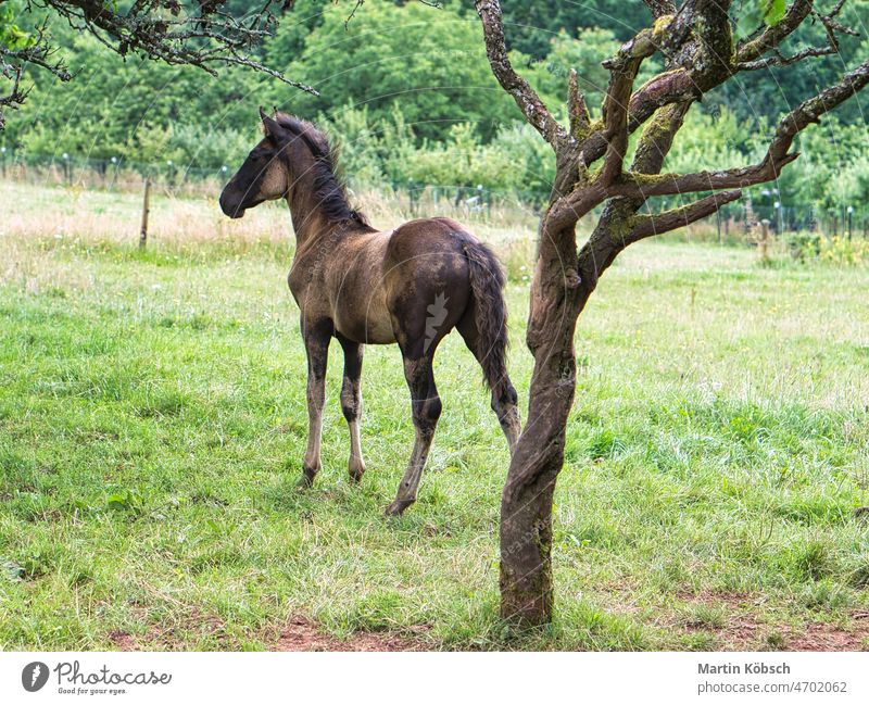 Horses seen on a way of a horse breeding while hiking on vacation. outdoors on the road sorrel free herd tail mare mane meadow freedom travel equestrian sunny