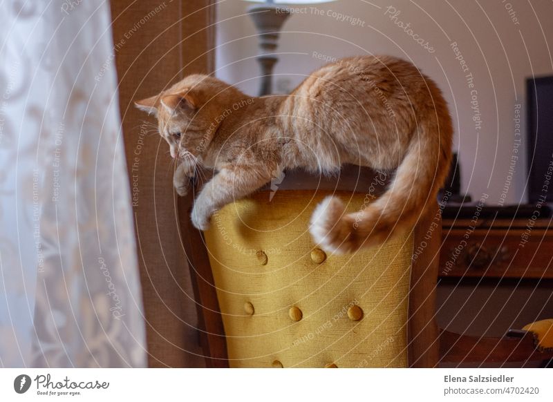 Red cat on a vintage chair redcat red cat Tabby cat CAT animal portrait Pet Tiger Cat Cute chill ON THE CHAIR velvet chair Break