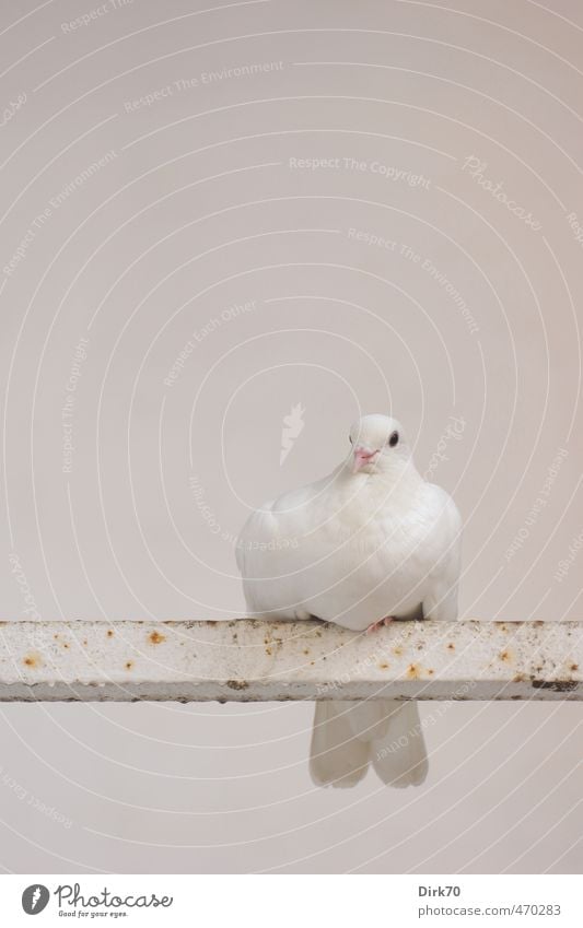 Peace dove, exhausted? Animal Wild animal Bird Pigeon House Dove 1 Rod Steel Rust Dove of peace Observe Relaxation Crouch Sit Wait Esthetic Simple Friendliness