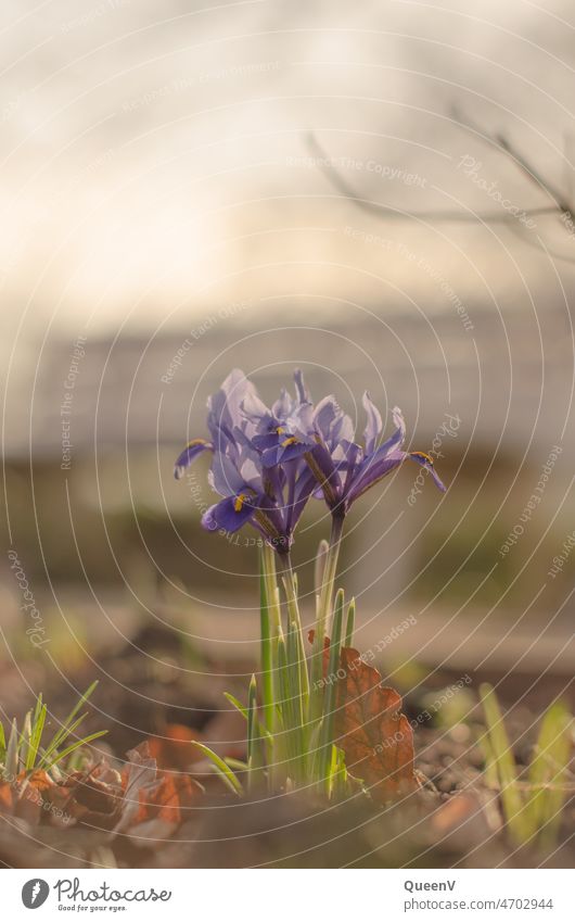 Reticulated iris (Iridodyctium reticulata) Spring flowering plant Reticulated Iris Flower Close-up Nature Blue purple Blossom naturally Spring fever Green