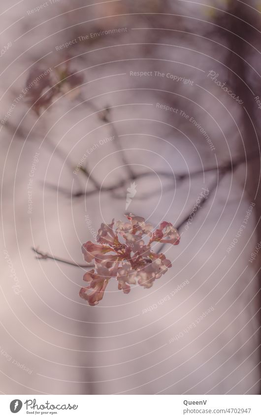 Winter snowball bush Snowball Bush Spring flowering plant Blossom Nature Plant Pink Light Day naturally Garden Colour photo Shallow depth of field Sunlight Park