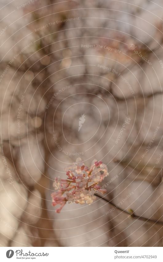 Winter snowball bush with a blurred background Snowball Bush Flower Blossom naturally Nature Plant Spring Shallow depth of field Pink White pretty Garden