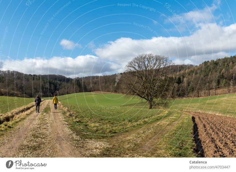 Walk in hilly meadows and forest landscape Landscape Forest Hill Winter Sky Clouds fields off the beaten track Grass Field Tree Agriculture Environment