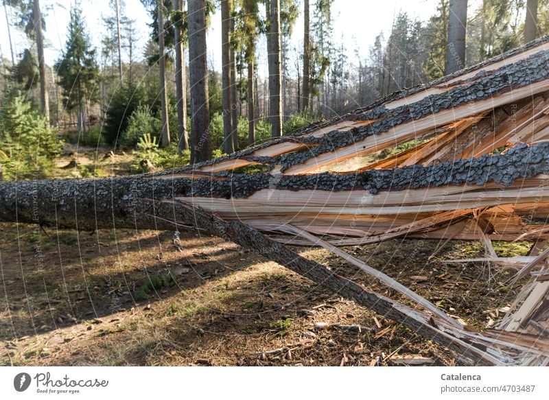 Storm damage, the splintered trunk of a spruce tree Nature Environmental damage Plant Tree Coniferous trees Spruce burst cleaved Wind Gale Forest