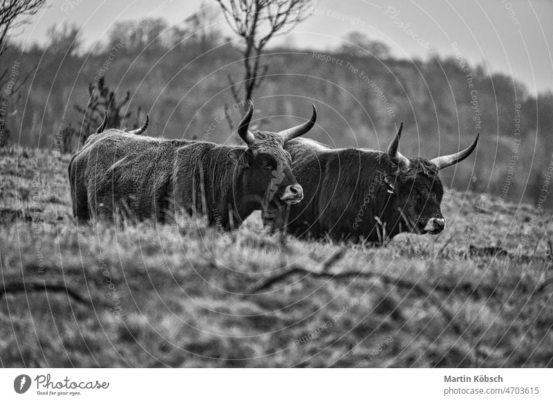 Black and white shot of highland cattle on a meadow. Powerful horns brown fur. Cattle coat summer green natural black cow farm farming animal mammal nature herd