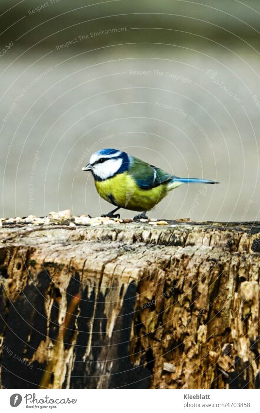 Great tit - at feeding place - animal love Tit mouse bird species Bird Animal Nature Wild animal Animal portrait Feeding Garden Cute Love of animals Environment