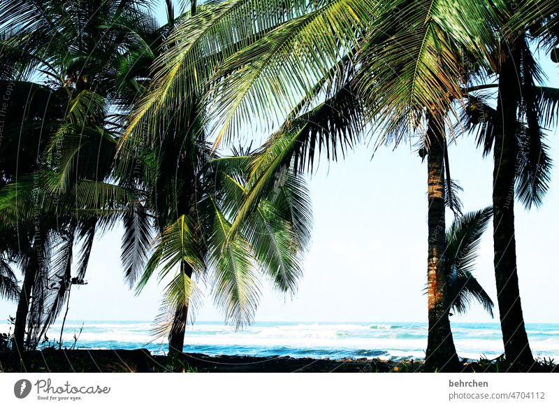 Caribbean Tree Gorgeous Wanderlust Untouched Wild Colour photo Fantastic Costa Rica tortuguero Coconut pretty Waves coast Beach Ocean Exceptional Far-off places