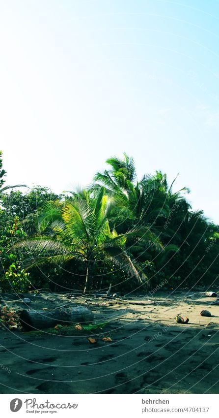 costa rica Gorgeous Wanderlust Caribbean Wild Untouched tortuguero Costa Rica Fantastic Ocean Beach coast Coconut Palm tree Exotic Landscape Vacation & Travel