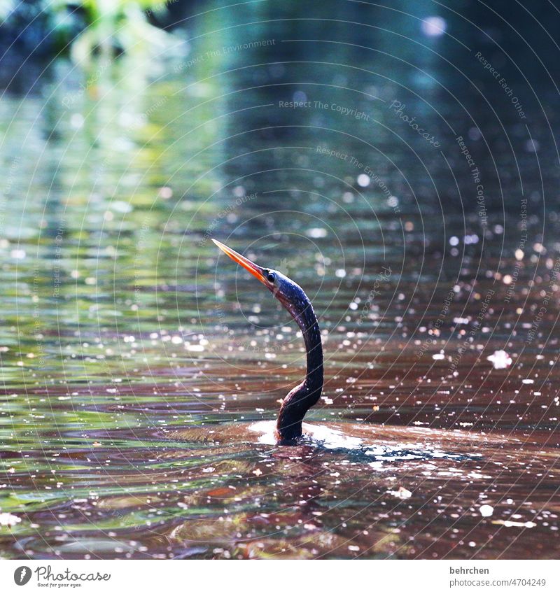 HIDDEN feathered cattle Costa Rica tortuguero Comoran Bird Beak Water Lake River Dive Swimming & Bathing Hide underwater waterfowl Wet Nature Wilderness