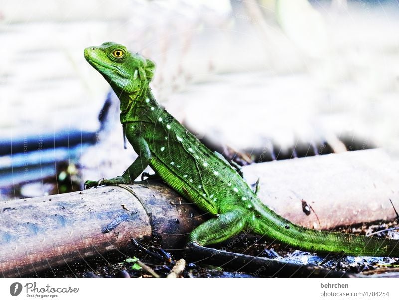 poisonous green Close-up Contrast Deserted Exterior shot Animal face Wanderlust Brash Exceptional Exotic Fantastic Animal portrait Wild animal Adventure Trip