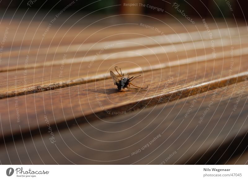 What a mess! for does no morerrr! Animal Summer Autumn Table Teak Meadow Fly nikon d50 fab´