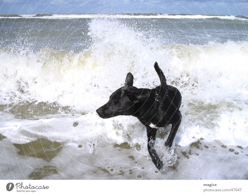 WaveDog Labrador Black Jump White crest Beach Netherlands Ocean Waves Wet Damp Surfer Water Sky wave Walking race north sea Splash of water