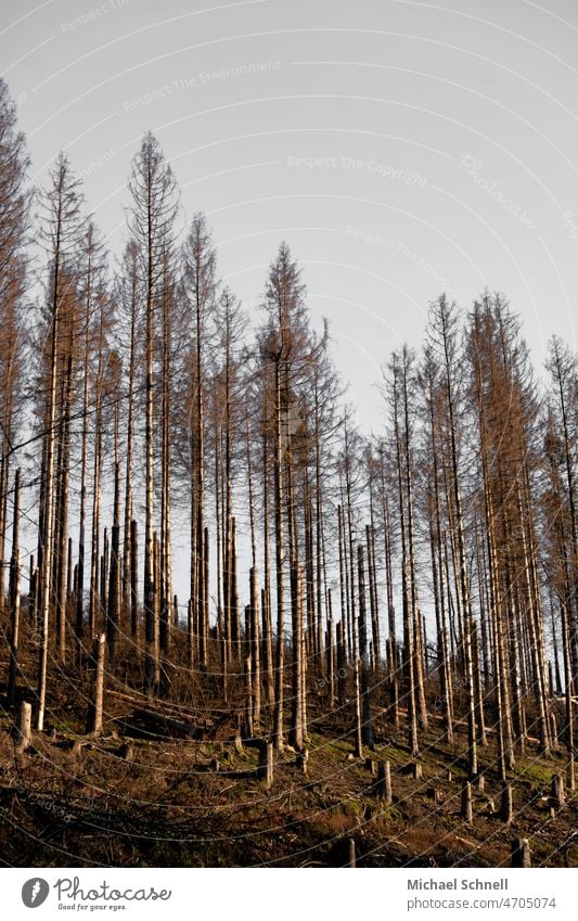 Dead spruce forest Spruce forest spruces Forest death Bark-beetle bark beetle infestation Bark beetle plague Climate change Environment Log Logging Destruction