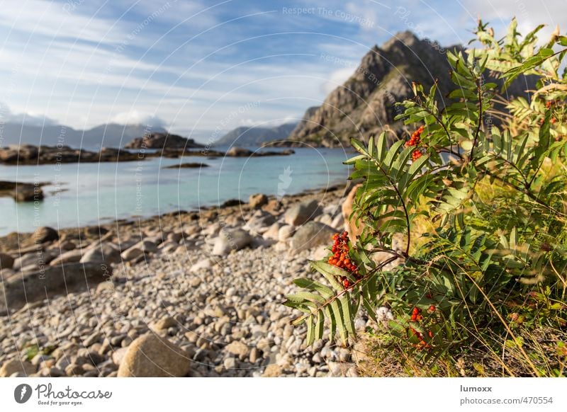 nordic islands Landscape Water Clouds Summer Beautiful weather Plant Bushes Rock Coast Beach Fjord Ocean Arctic Ocean Island Lofotes Norway Europe Idyll Tourism