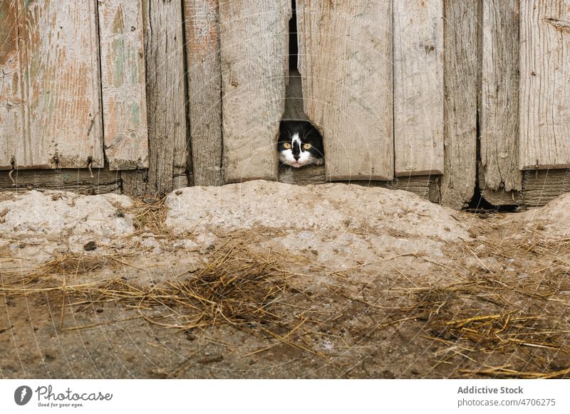 Cute cat looking through hole in wooden wall animal pet countryside rural habitat rustic fauna feline shabby fluff adorable summer fur creature cute mammal