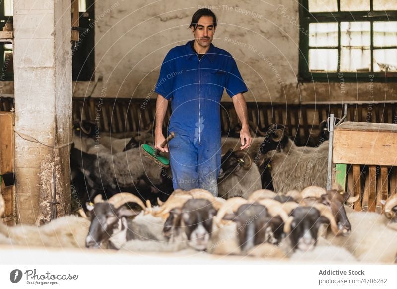 Male farmer near herd of sheep worker care animal barn industry livestock rural job mammal specie creature rustic domesticated workwear occupation focus man