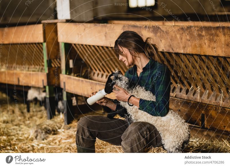 Woman feeding sheep in barn woman farmer worker milk animal livestock industry rural job bottle dairy mammal drink specie creature rustic domesticated