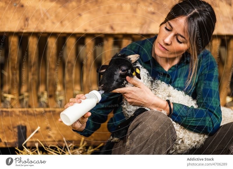 Woman feeding sheep in barn woman farmer worker milk animal livestock industry rural job bottle dairy mammal drink specie creature rustic domesticated