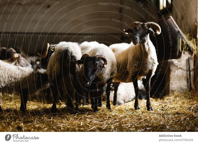 Herd of sheep with horns standing in barn livestock animal farm rural mammal creature domesticated habitat farmland adorable rustic cute fur fauna fluff specie