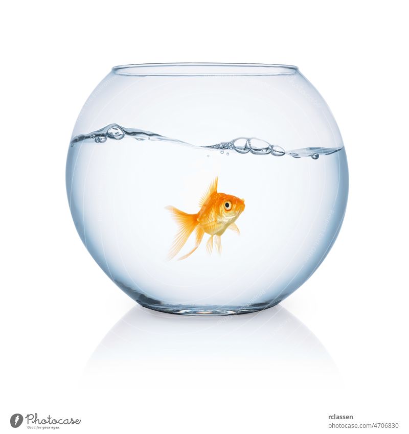 curious looking goldfish ina fishbowl aquarium animal water movement critters creature purity swim underwater pet carp vertebrate orange gills fin dive breed