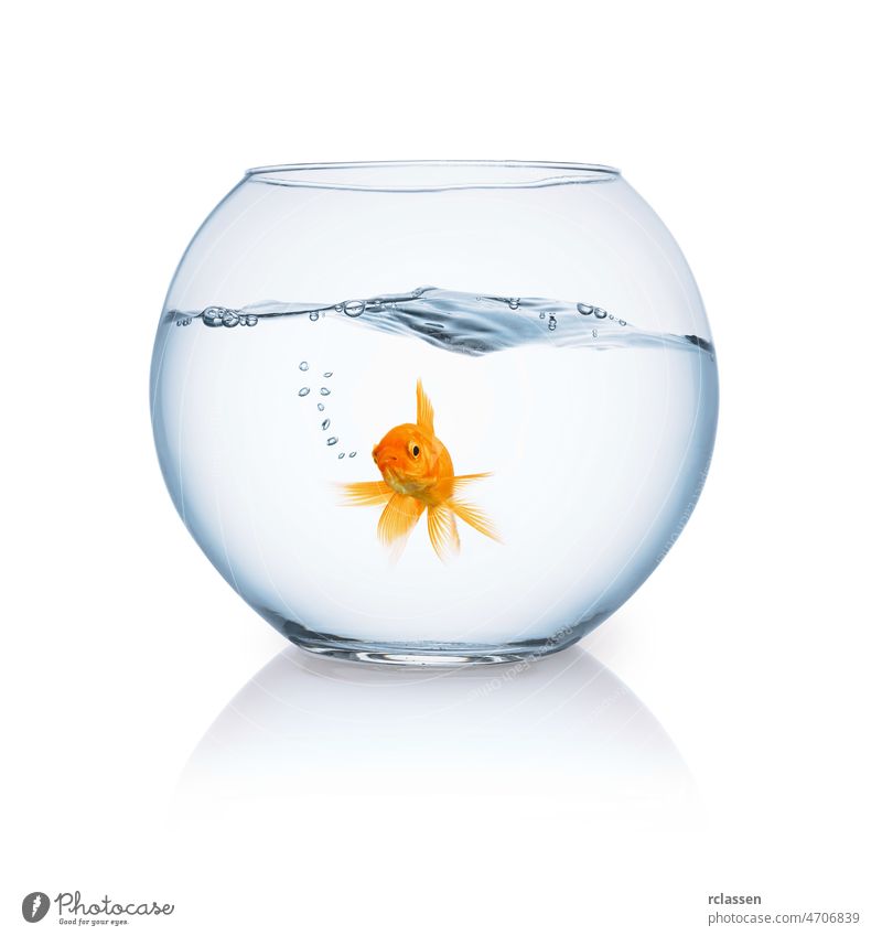 goldfish in a fishbowl aquarium animal water movement critters creature purity swim underwater pet carp vertebrate orange gills fin looking dive breed