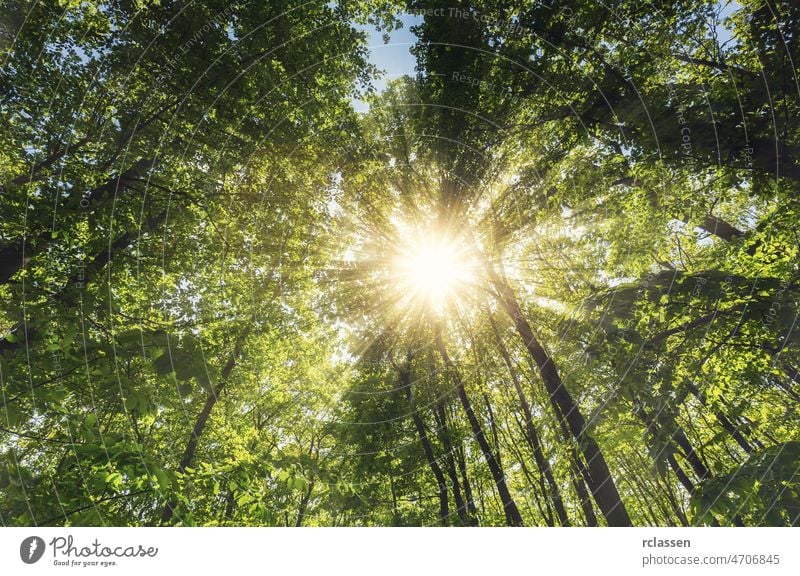 sun rays illumining deep forest treetop in spring leaves foliage light sunshine Forest nature environment Treetop summer bole botany Trees shining flora