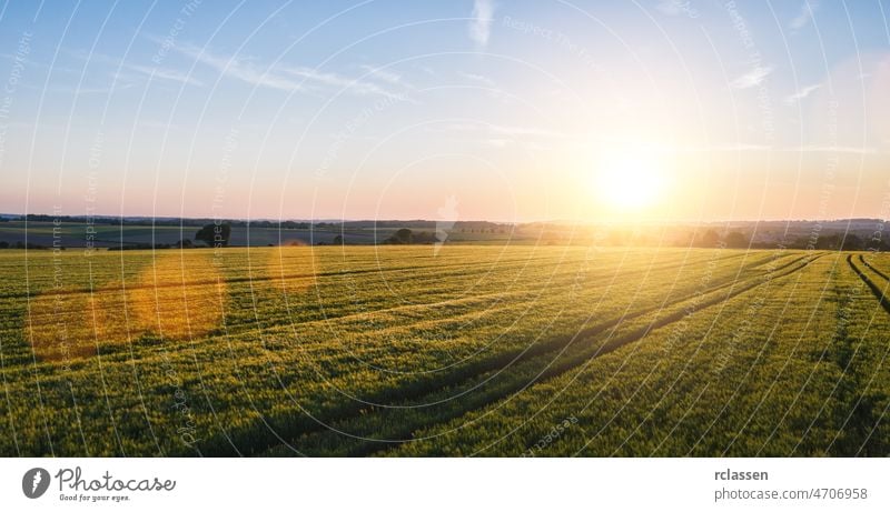 Wheat field at sunset, including copy space. drone shot wheat farm harvest panorama landscape farmland cereal clouds corn grain countryside panoramic gold rural