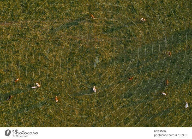 Aerial view of cows herd grazing on pasture field, top view drone shot livestock aerial view agricultural agriculture animal breeding cattle country countryside