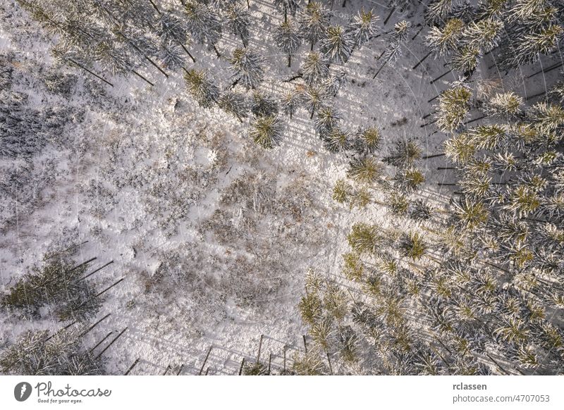 view of a winter forest at sunset, drone shot aerial day sunlight landscape snow wallpaper above adventure background beautiful blue cold environment flight