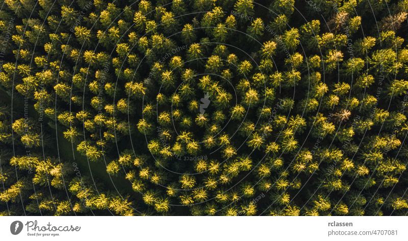 Aerial top view of summer green trees in forest - Drone shot aerial drone wood areal birdseye flying autumn landscape background above photo path road nature