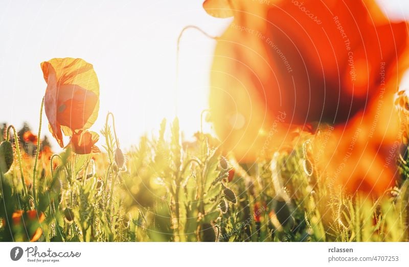 Wunderful red poppy field at susnet france background banner beautiful sunrays beauty bloom blossom blue clouds color countryside district europe floral flower