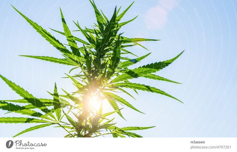 Cannabis flower bud against the sky.  marijuana leaf on a background of blue sky. Background of the theme of legalization and medical hemp in the world. weed