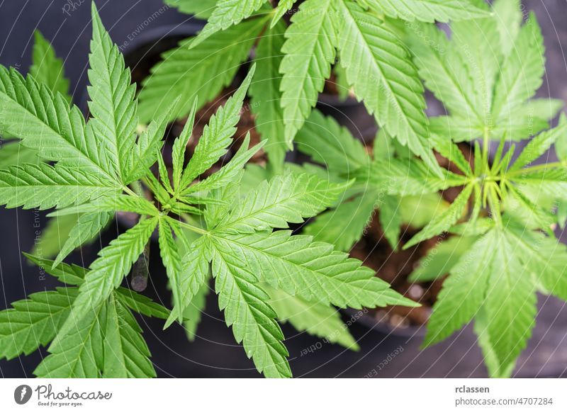 Mature Marijuana Plant with Bud and Leaves. Texture of Marijuana Plants at Indoor Cannabis Farm. Cannabis Plants Growing Indoor with young Marijuana Buds