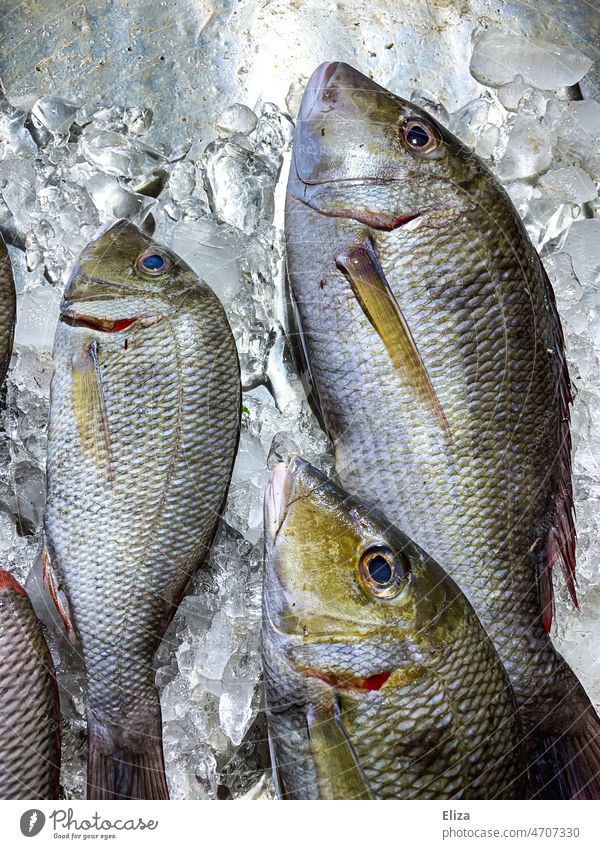 Dead fish on ice dead Fish market Food food Dead animal Ice Chilled iced Fresh Animal Nutrition Fishery Fisheye Green greenish