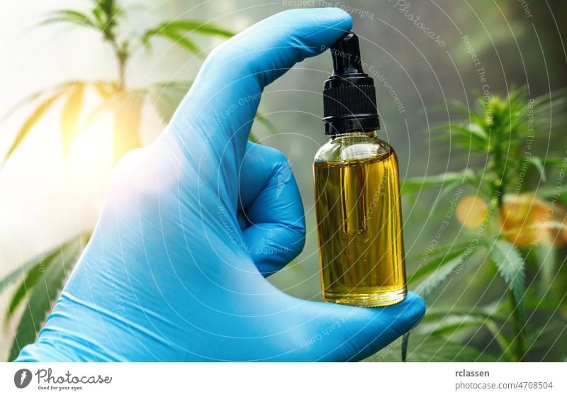 Hand holding bootle of biological and ecological herbal pharmaceutical cbd oil in a dropper at a Hemp farm. Concept of herbal alternative medicine, cbd oil, pharmaceutical industry