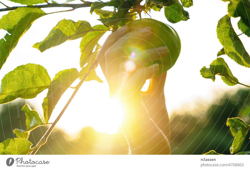 Woman hand picks apple from a tree, bright rays of the sun background fruit garden red woman autumn orchard fresh juicy landscape sun flare green nature sunset