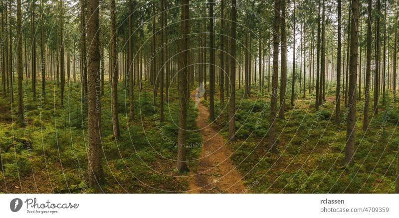 Path in to the forest at autumn with mist panorama. Drone Shot fog evening path hiking nightmare drone panoramic background black blue dark darkness dawn evil