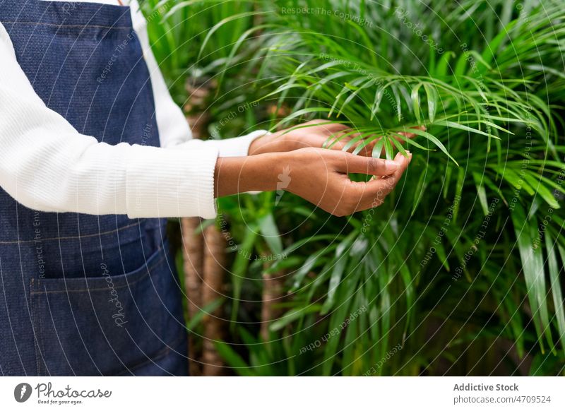 Unrecognizable florist near Chamaedorea palm seller worker chamaedorea floral shop bouquet plant floristry apron bloom employee professional store job