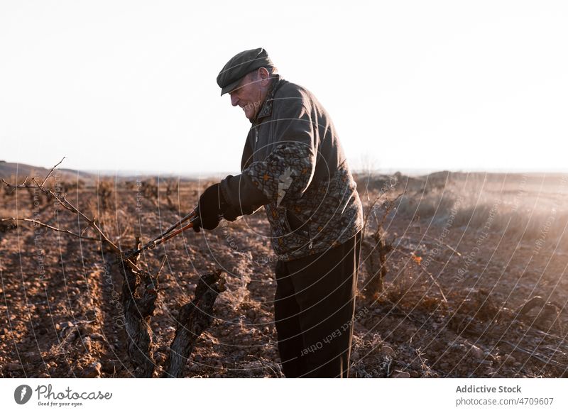 Old man cutting dried twigs in field mature old pruner instrument farmer agriculture countryside agronomy rural environment terrain light pensioner industrial