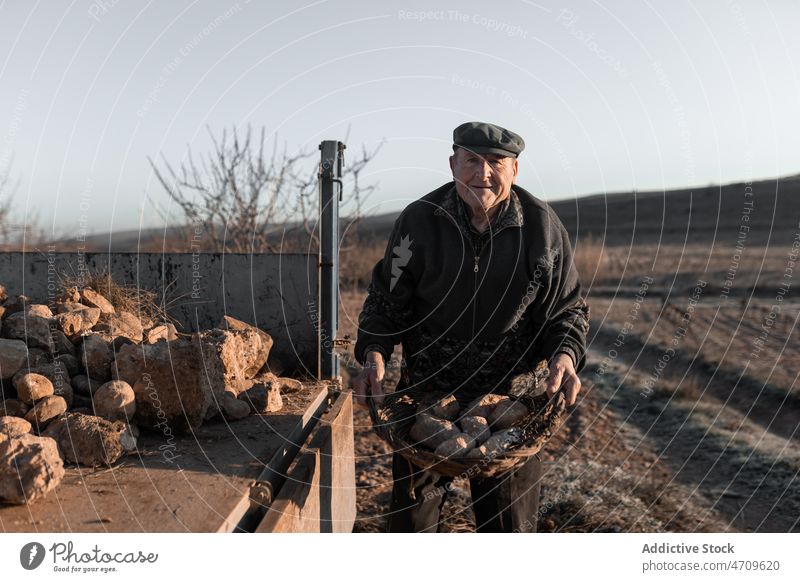 Old man collecting rocks in tractor cart in countryside heavy work rural farm village male agriculture senior job basket labor aged elderly pick farmland field