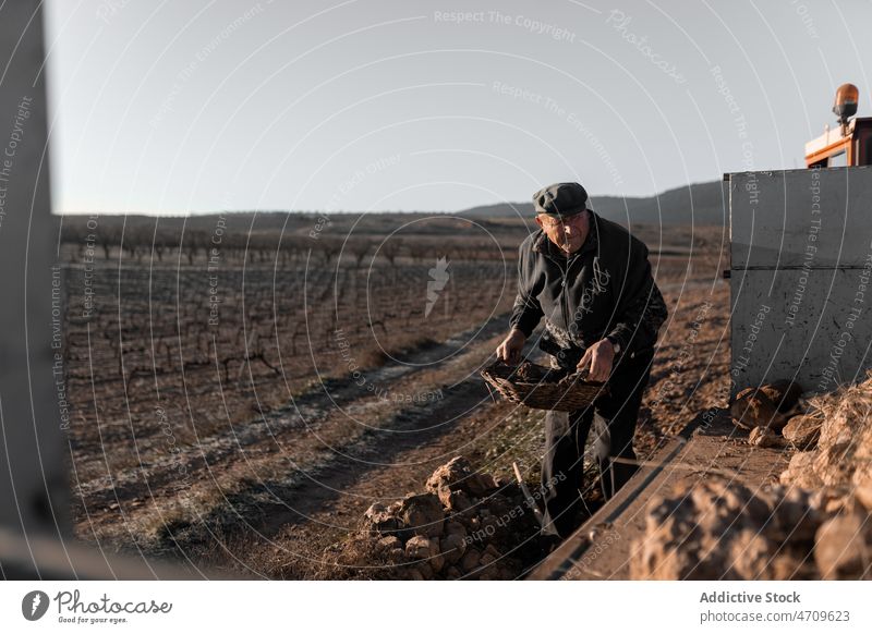 Old man collecting rocks in tractor cart in countryside heavy work rural farm village male agriculture senior job basket labor aged elderly pick farmland field