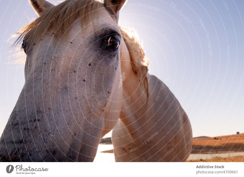 White horse standing on shore animal coast equine countryside sea nature livestock habitat water summer mammal blue sky seaside beach creature seashore