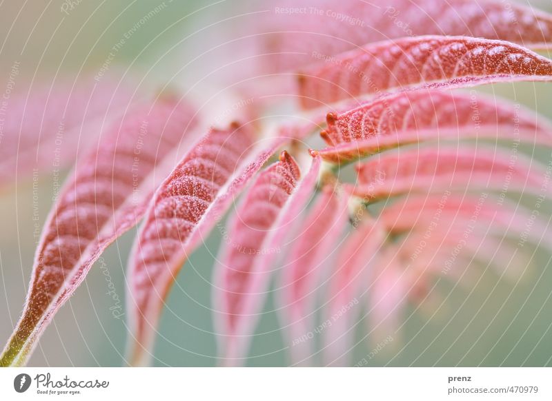 flora Environment Nature Plant Summer Beautiful weather Leaf Wild plant Green Red Twig Perspective Colour photo Close-up Macro (Extreme close-up) Deserted