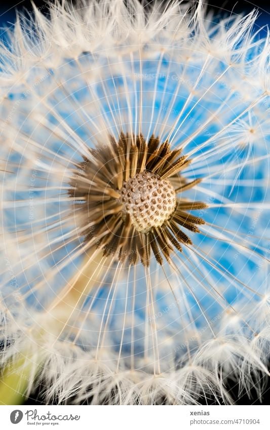 Dandelion against a blue background dandelion Detail Sámen Plant taraxacum dandelion seed Ease Soft Pappus umbrella spherical Blue White Flower Garden Meadow