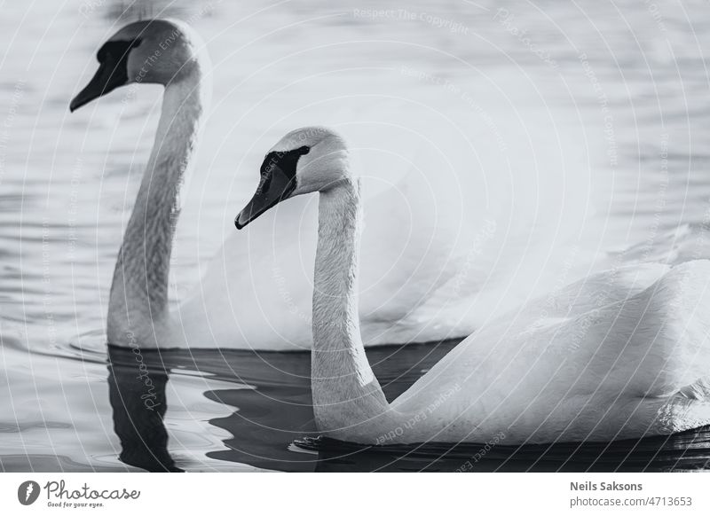 pair of swans on the water love nature wild animal avian beauty bird blue cold creature cygnus elegance fidelity gorgeous grace graceful lake purity reflection