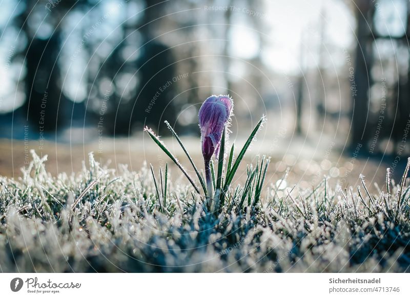 morning frost Crocus crocus Frost morningfrost chill Flower Nature Spring Blossom Violet Garden Exterior shot Deserted Plant in the morning Deep depth of field