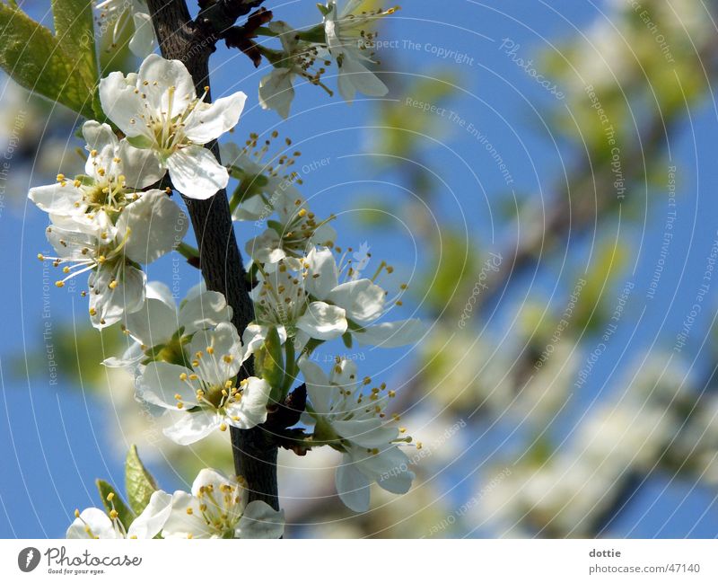 Cherry Blossom No.2 Spring Tree White Branch Blossoming