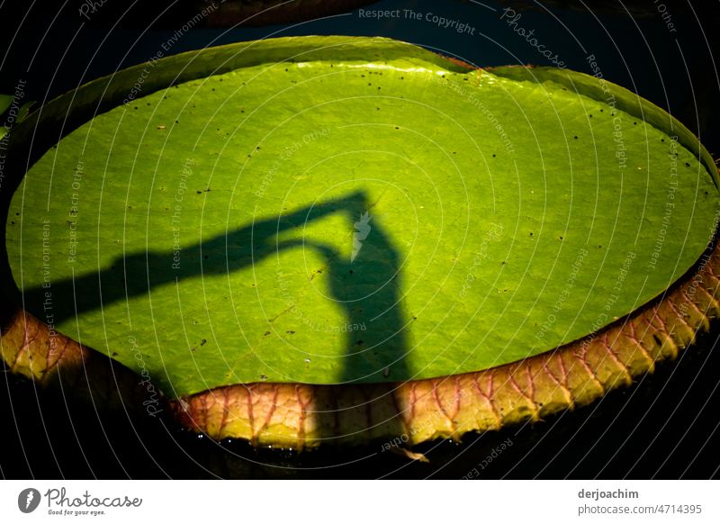 Giant water lily with shadow heart. Flower Close-up Colour photo Plant Nature Blossom Detail Blossoming Exterior shot naturally pretty Deserted Summer Green