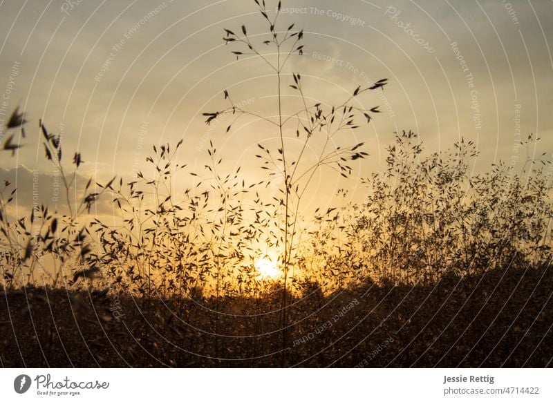 Sunset in the grass Grass Grassland Sunlight Sunrise Goldenhour golden golden hour